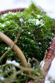 Snow-sprinkled moss in basket