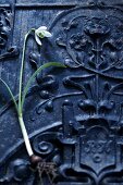 Snowdrop flower with root on a carved wooden background