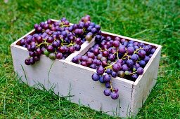 Concord grapes in a wooden basket in a field