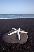 Starfish on stone on seaside beach