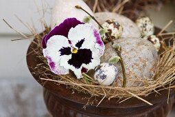 Weiß-violette Stiefmütterchenblüte und Vogeleier in Amphore mit Strohnest