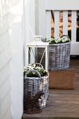 Violas in wicker planters and floor lantern on floor of wooden terrace