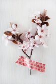 Cherry blossom on white background