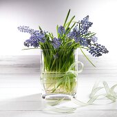 Grape hyacinths in glass vase