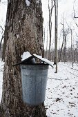 Blecheimer am Baum zum Auffangen von Ahornsirup (llinois)