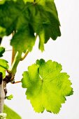 Weinstock im Frühling mit grünem Laub