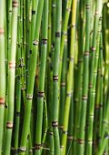 Ausschnitt von Bambuspflanzen