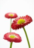 Pink daisies, close-up