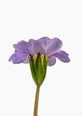 Primrose flower, close-up