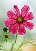 Cosmos flower