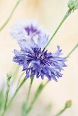 Cornflowers, close-up