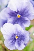 Purple pansies