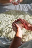 Raw milk sheep's cheese being kneaded by hand and placed in moulds (Portugal)