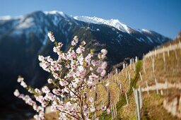 Spring in the vineyards (Switzerland)
