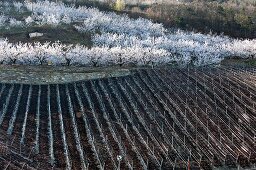 A newly planted vineyard and flowering apricots trees in Saxon, Valais (Switzerland)
