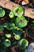 Lesser celandine (Ranunculus ficaria)