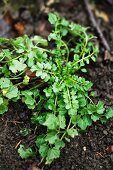 Bitter cress (Cardamine)