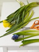 Fresh Flowers and Scissors on a Table