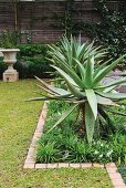 Close up of a Aloe fero