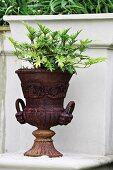 A plant growing in an old metal garden urn