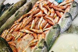 Fresh fish on a market stall