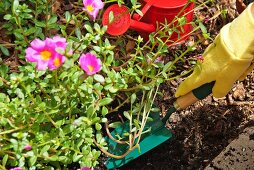 Behandschuhte Hand mit Gartenschaufel im Blumenbeet