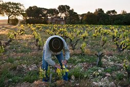 A winegrower breaking out young shoots in the early morning in the le Pic des Combettes vineyard