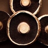 The undersides of portobello mushrooms (close-up)