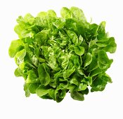 A green oak-leaf lettuce