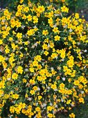 Yellow flowering herbs