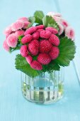 A bunch of pink daisies in a glass of water