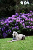 A Weimaraner dog lying on the lawn next to a flowering rhododendron bush