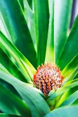 Baby Pineapple Plant