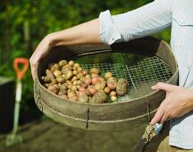 A garden sieve filled with potatoes