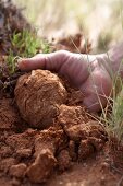 Hand zeigt eine Kalahari-Trüffel in der Wüste