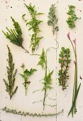An assortment of wild herbs on a table