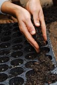 Chard being planted: seed compost being scattered over the seeds in the seed tray