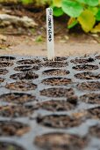 Chard being planted: a label in the seedling tray