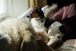 Gefleckter Hund liegt auf gemütlichem Sofa mit vielen Kissen und schaut aus dem Fenster