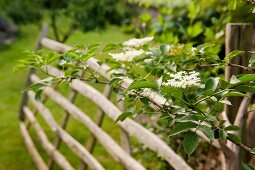 Flowering elder branch in front of blurred wooden gate in English country house garden