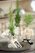 Miniature thuja trees in wrapping paper with card tags