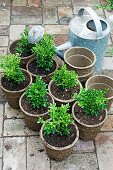 Boxwood in plant pots next to a zinc watering can