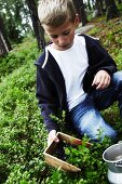 A boy picking blueberries in a forest