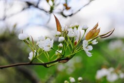 Stark fokussiertes Detail eines Kirschbaums mit blühenden Kirschblüten