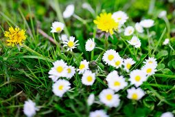 Nahaufnahme von Gänseblümchen und Löwenzahn im Garten