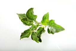 Pepper basil (Ocimum selloi)