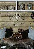 Dog lying on animal-skin blankets on bench below modern shelves mounted on wooden wall