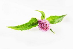 Giant hyssop (agastache)