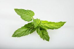 Moroccan mint (Mentha spicata)