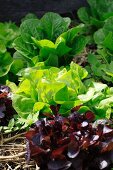 Drei verschiedene Salatsorten in einem Gemüsebeet